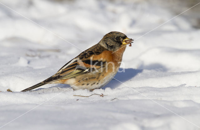 Brambling (Fringilla montifringilla)