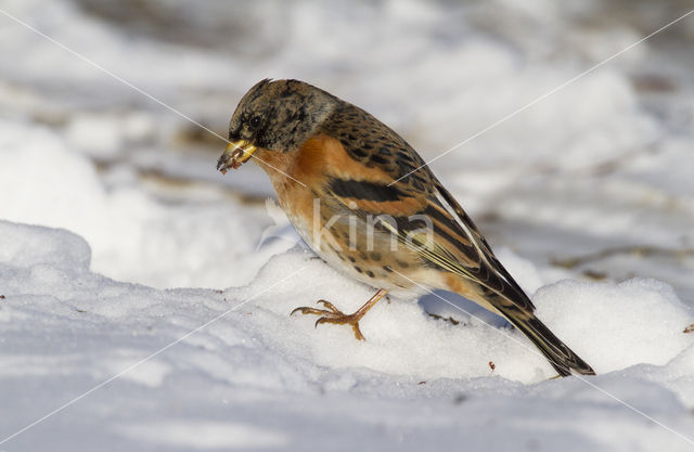 Brambling (Fringilla montifringilla)