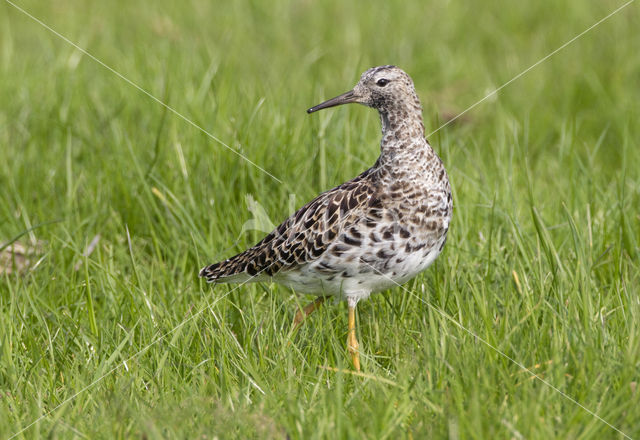 Kemphaan (Philomachus pugnax)