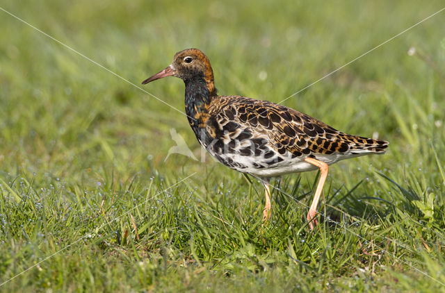 Ruff (Philomachus pugnax)