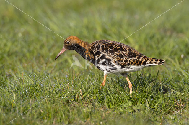 Kemphaan (Philomachus pugnax)