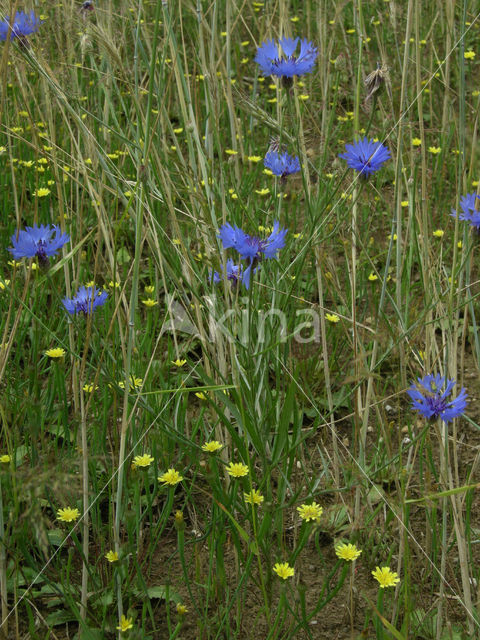 met korenbloem