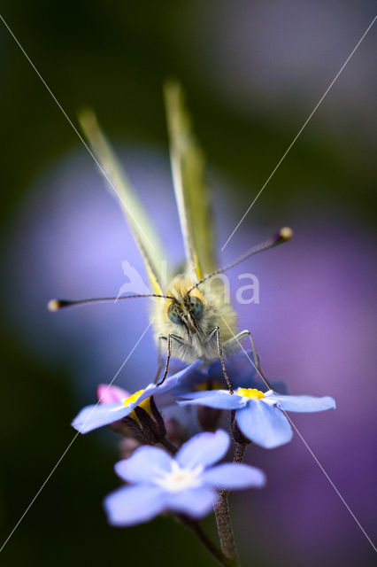 Green-veined White (Pieris napi)