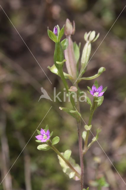 Klein spiegelklokje (Legousia hybrida)