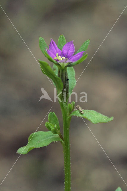 Klein spiegelklokje (Legousia hybrida)