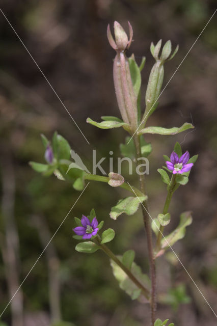 Klein spiegelklokje (Legousia hybrida)