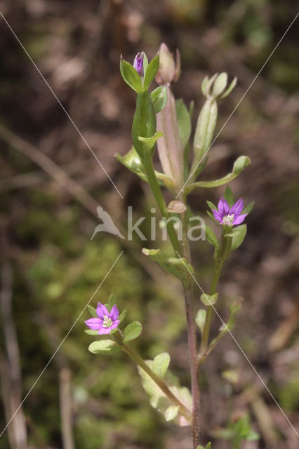 Klein spiegelklokje (Legousia hybrida)