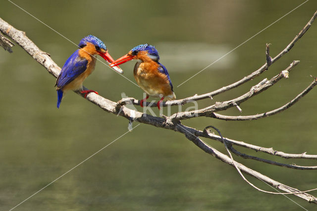 Kleine Gekuifde IJsvogel