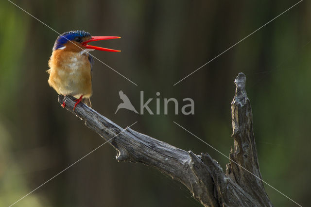 Malachite Kingfisher (Alcedo cristata)