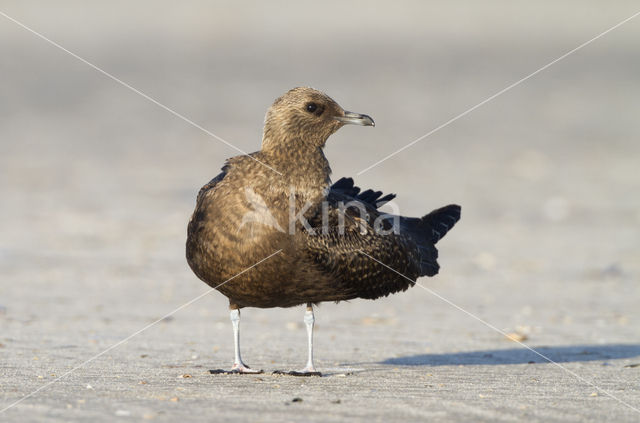 Parasitic Jaeger (Stercorarius parasiticus)