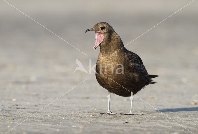 Parasitic Jaeger (Stercorarius parasiticus)