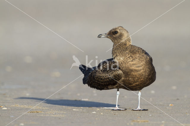 Parasitic Jaeger (Stercorarius parasiticus)