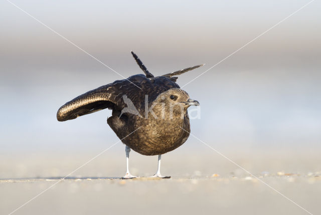 Parasitic Jaeger (Stercorarius parasiticus)