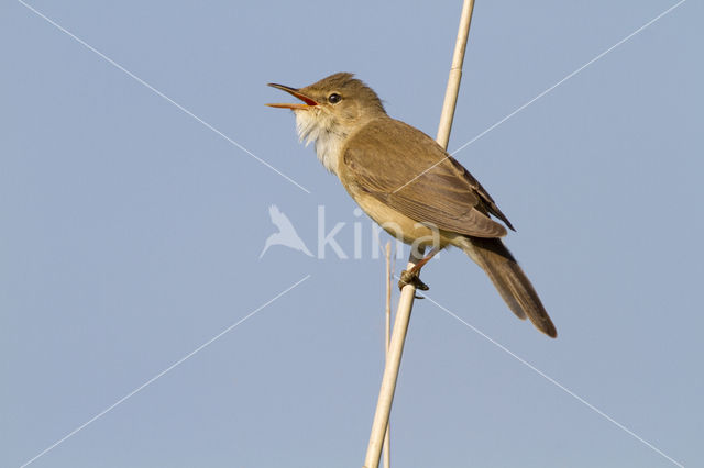 Eurasian Reed-Warbler (Acrocephalus scirpaceus)