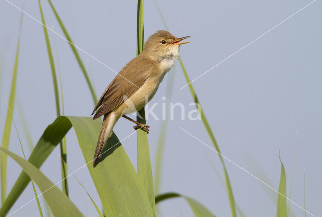 Eurasian Reed-Warbler (Acrocephalus scirpaceus)