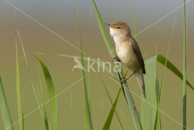 Eurasian Reed-Warbler (Acrocephalus scirpaceus)