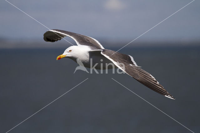 Lesser Black-backed Gull (Larus fuscus)