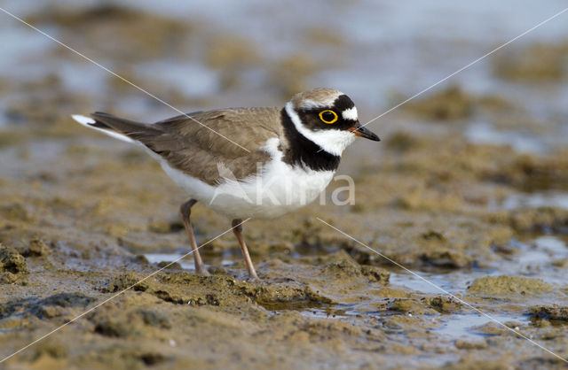 Kleine Plevier (Charadrius dubius)