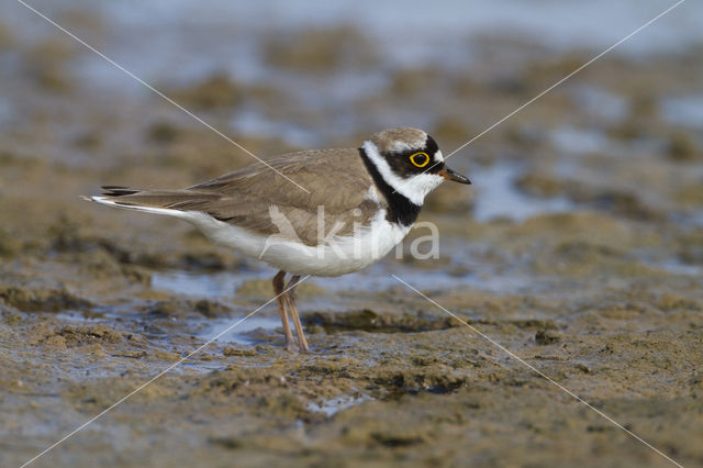 Kleine Plevier (Charadrius dubius)