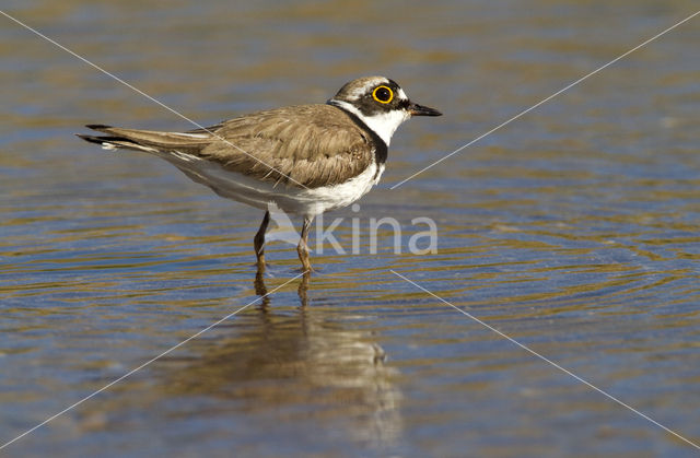 Kleine Plevier (Charadrius dubius)