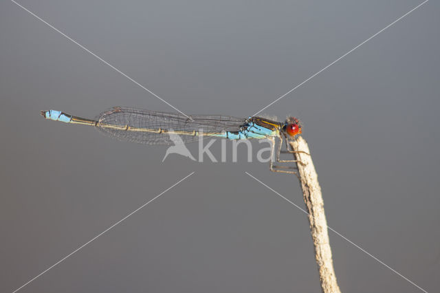 Kleine Roodoogjuffer (Erythromma viridulum)