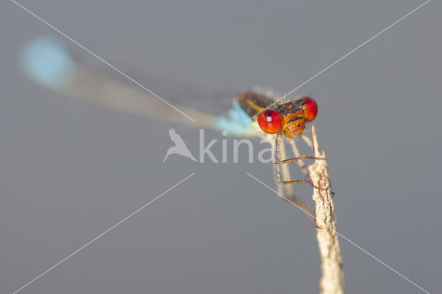 Small Red-eyed damselfly (Erythromma viridulum)