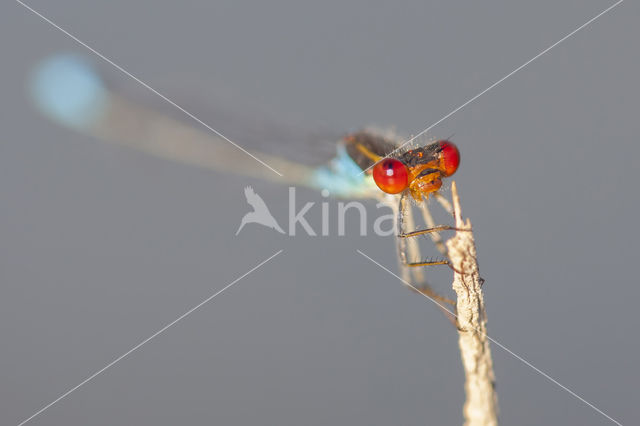 Kleine Roodoogjuffer (Erythromma viridulum)