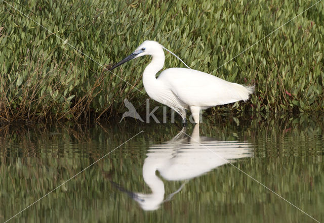 Kleine Zilverreiger (Egretta garzetta)