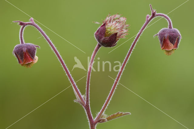 Knikkend nagelkruid (Geum rivale)