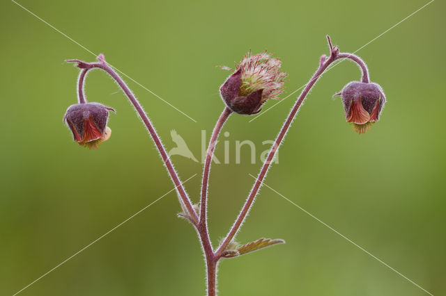 Knikkend nagelkruid (Geum rivale)