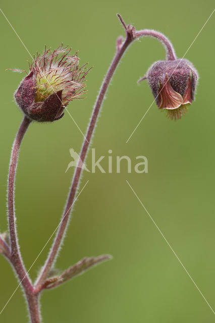 Wateravens (Geum rivale)