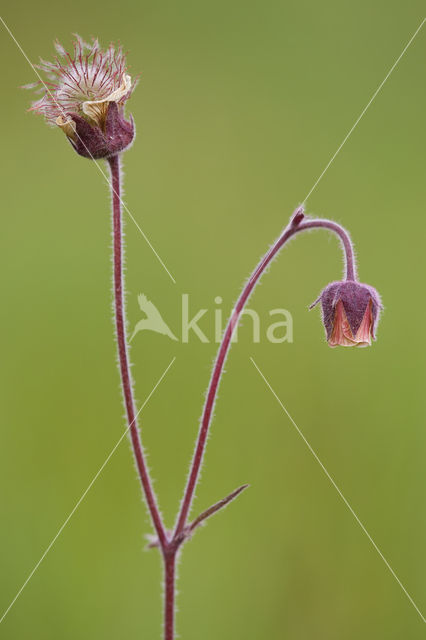 Knikkend nagelkruid (Geum rivale)