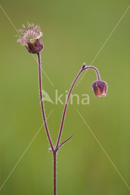 Wateravens (Geum rivale)