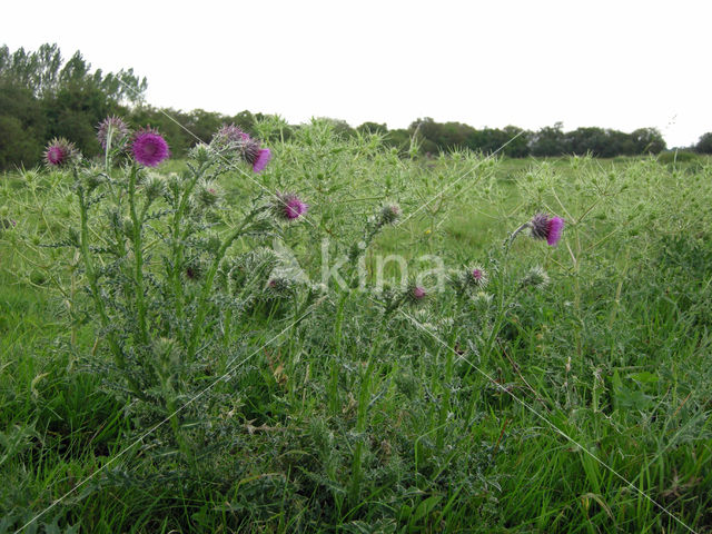 Nodding Thistle (Carduus nutans)