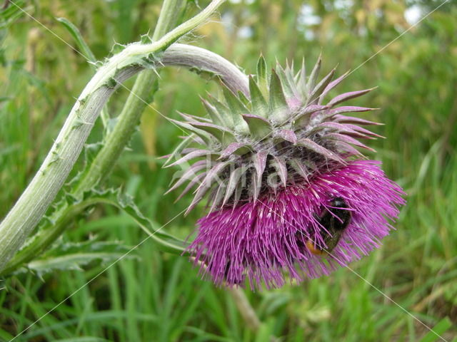 Knikkende distel (Carduus nutans)