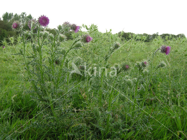 Knikkende distel (Carduus nutans)