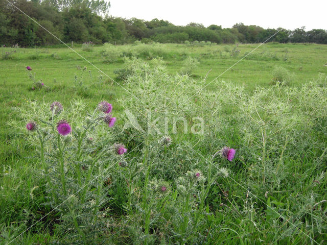 Knikkende distel (Carduus nutans)