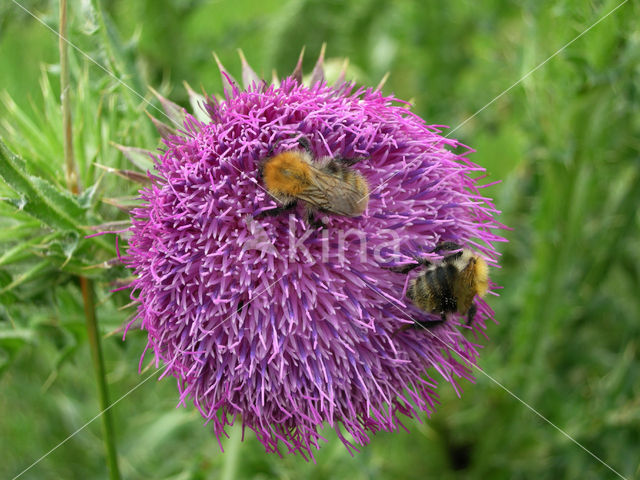 Knikkende distel (Carduus nutans)