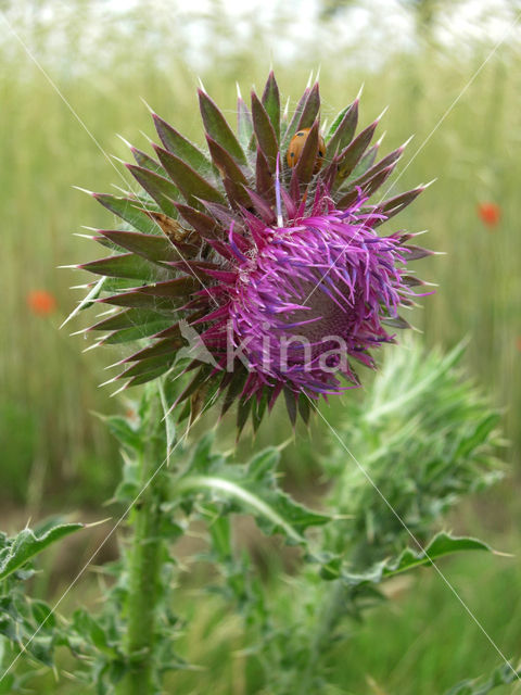 Knikkende distel (Carduus nutans)