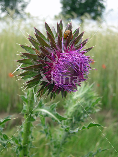 Knikkende distel (Carduus nutans)