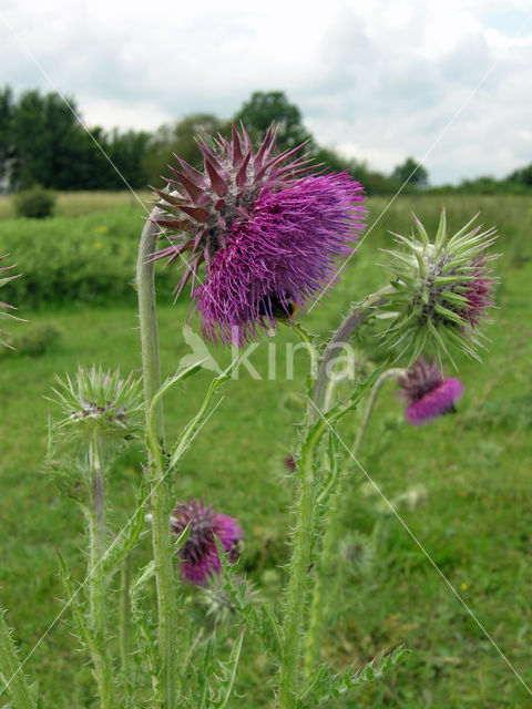 Knikkende distel (Carduus nutans)