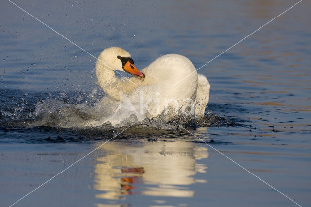 Knobbelzwaan (Cygnus olor)