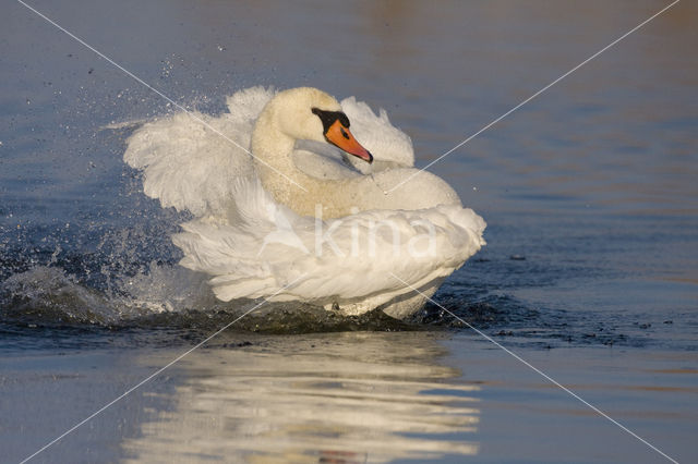 Knobbelzwaan (Cygnus olor)