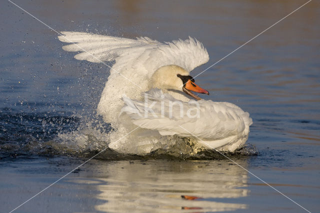 Knobbelzwaan (Cygnus olor)