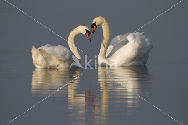 Knobbelzwaan (Cygnus olor)