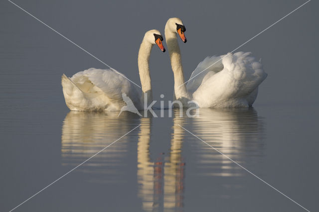 Knobbelzwaan (Cygnus olor)