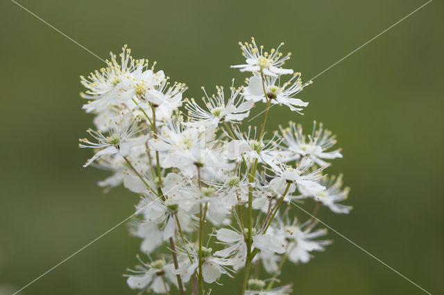 Dropwort (Filipendula vulgaris)