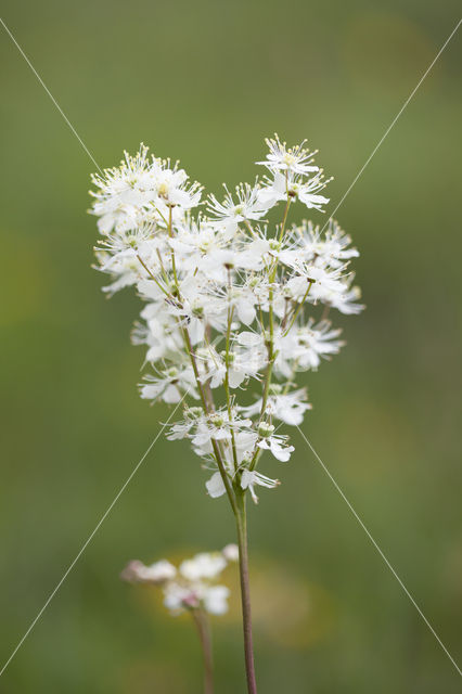 Dropwort (Filipendula vulgaris)