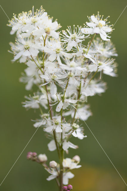 Dropwort (Filipendula vulgaris)