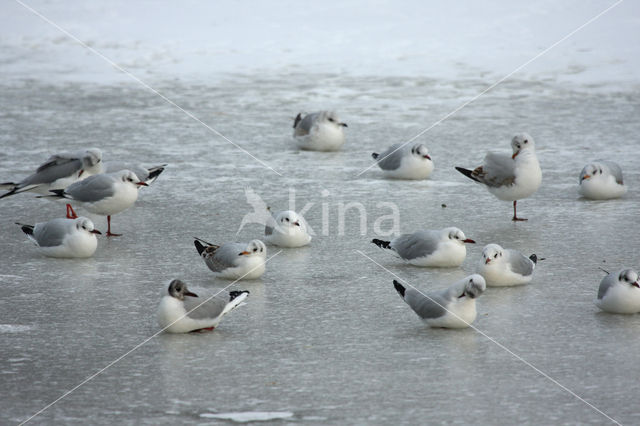 Black-headed Gull (Larus ridibundus)